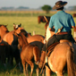Homem de costas, montado em um cavalo e com trajes típicos de gaúcho, conduzindo o gado